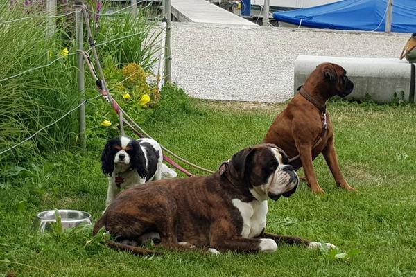 3-hunde
