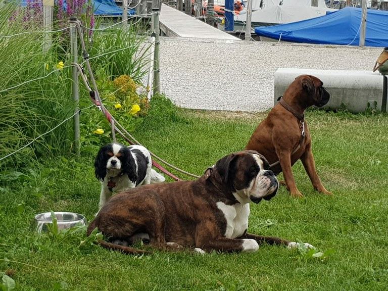 3-hunde