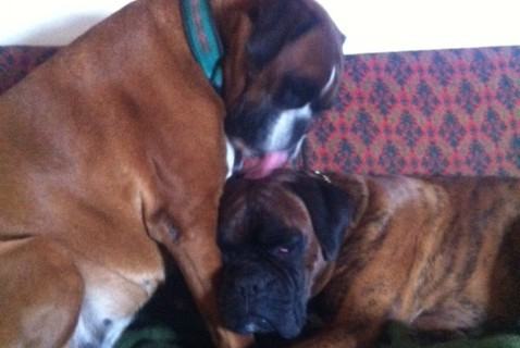 hund-mit-hund