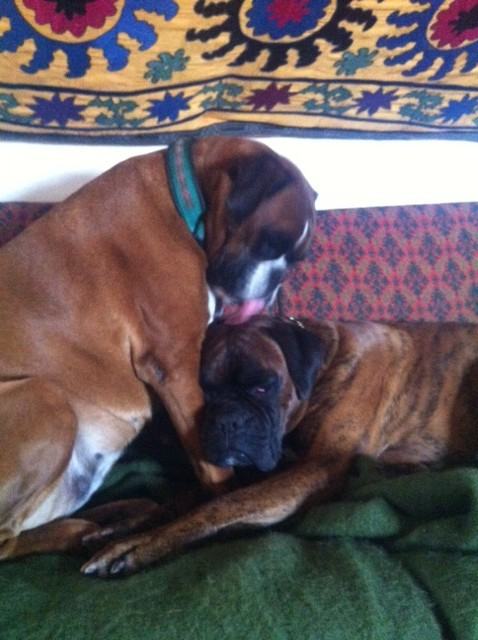 hund-mit-hund
