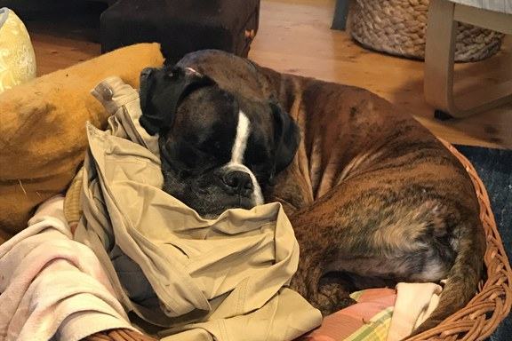 hund-schlaeft