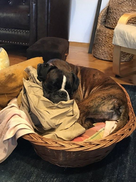 hund-schlaeft