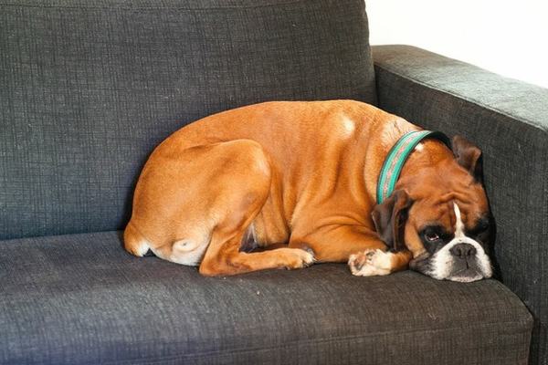 mueder-hund