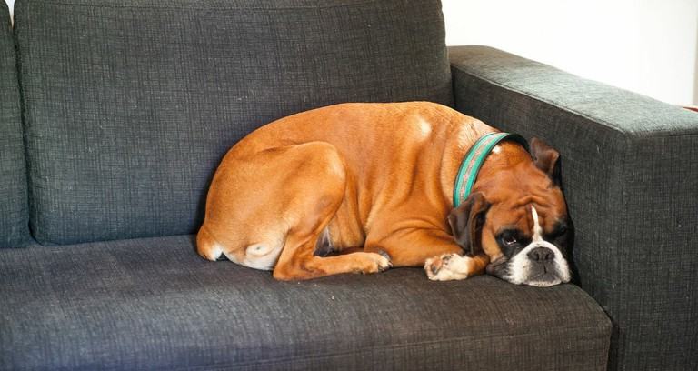 mueder-hund
