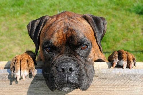 zaunhund